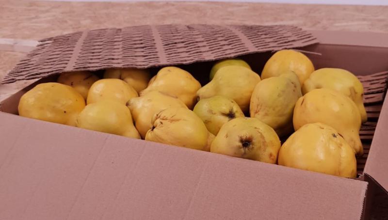 Gutui Box 10 Kg